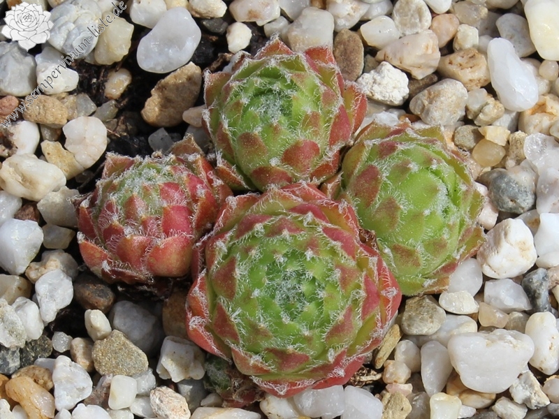arachnoideum x S. minutum