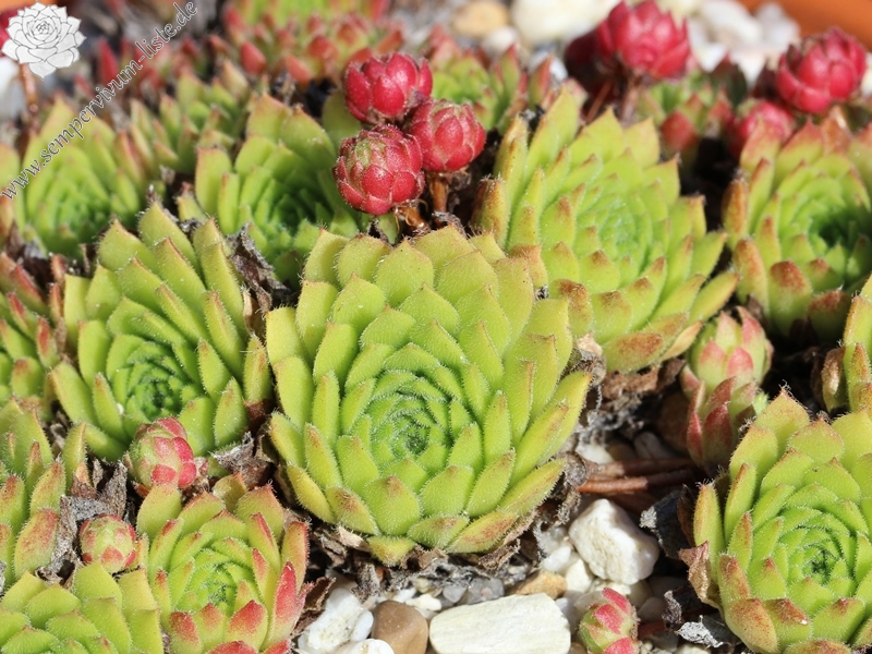 arachnoideum x S. montanum x S. grandiflorum from Valle Locana