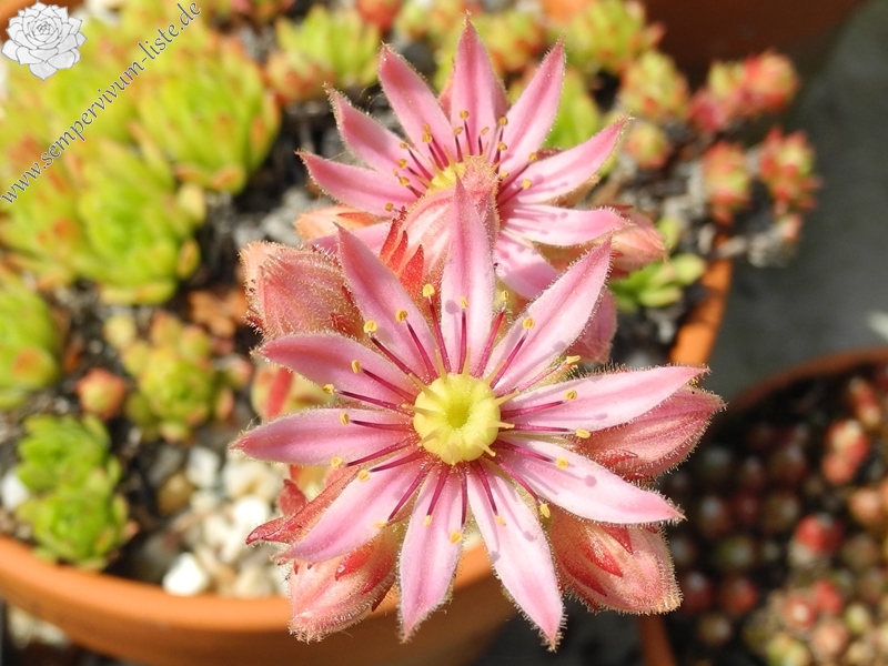 arachnoideum x S. montanum x S. grandiflorum from Valle Locana