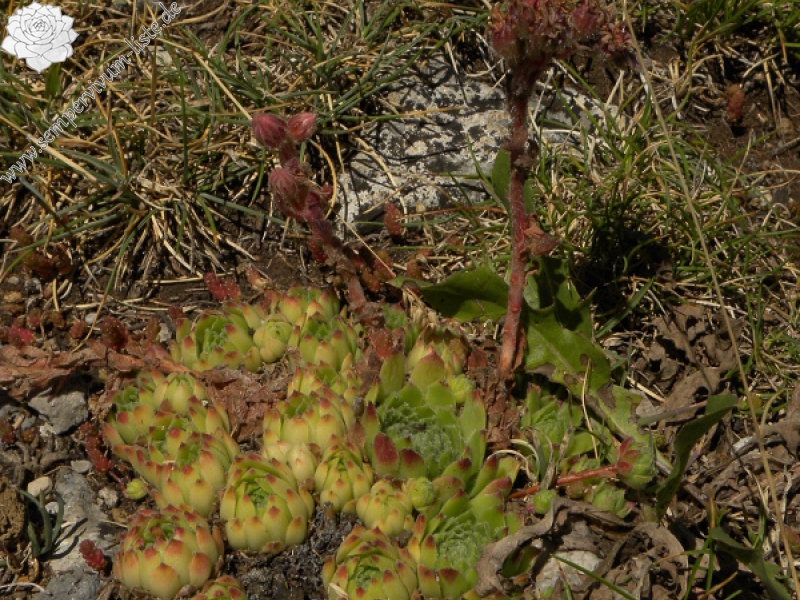 arachnoideum x S. montanum x S. tectorum from Col du Pourtalet, 1795m