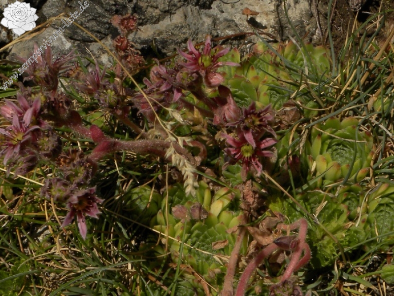 arachnoideum x S. montanum x S. tectorum from Col du Pourtalet, 1795m