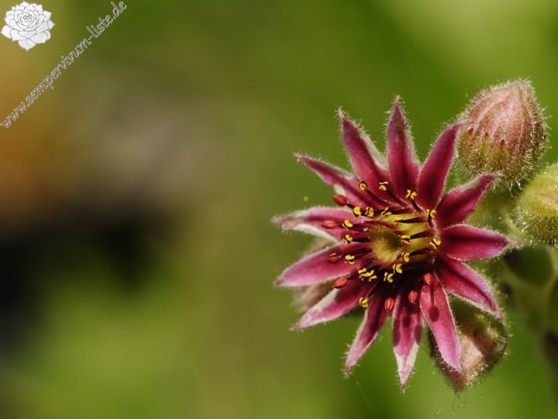 arachnoideum x S. montanum x S. tectorum from Petit Pimené, Abhang