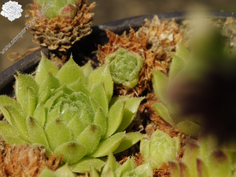 arachnoideum x S. montanum x S. tectorum from Petit Pimené, Abhang