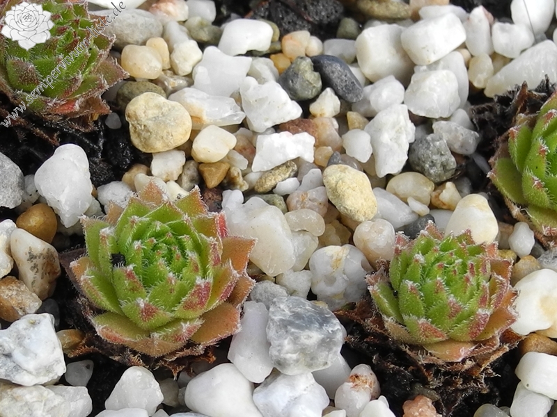 arachnoideum x S. montanum x S. tectorum from Petit Pimené, Abhang