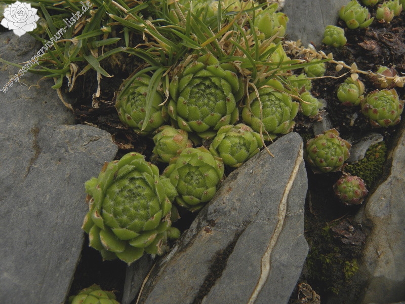 arachnoideum x S. montanum x S. tectorum from Petit Pimené, Abhang