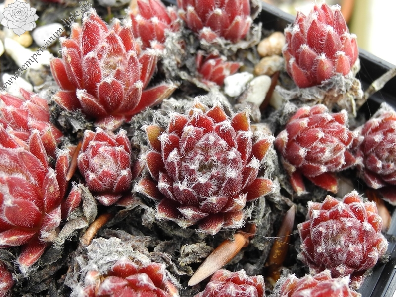 arachnoideum x S. ossetiense