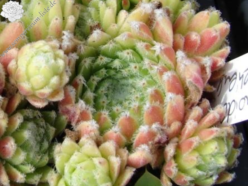 arachnoideum x S. ossetiense