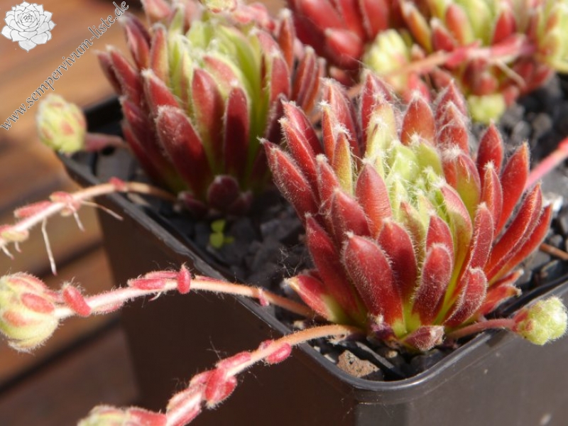 arachnoideum x S. ossetiense