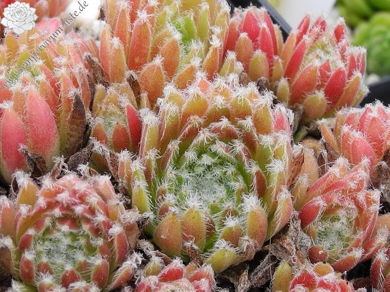 arachnoideum x S. ossetiense