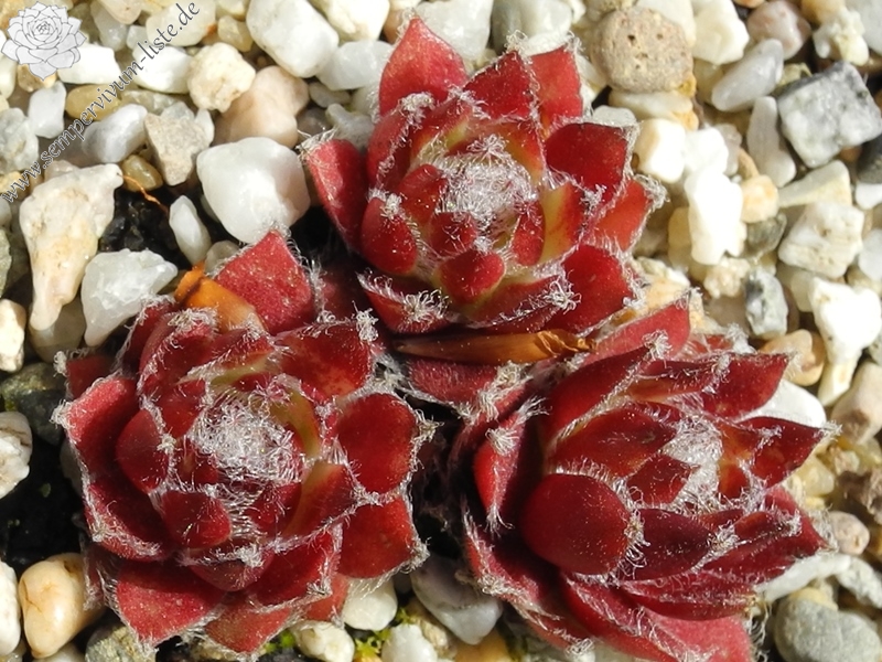 arachnoideum x S. pittonii F1