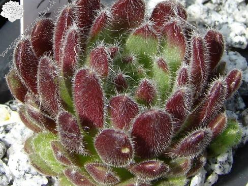 arachnoideum x S. pittonii F1