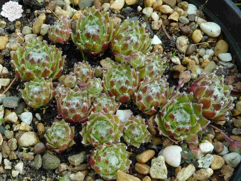 arachnoideum x S. pittonii F1