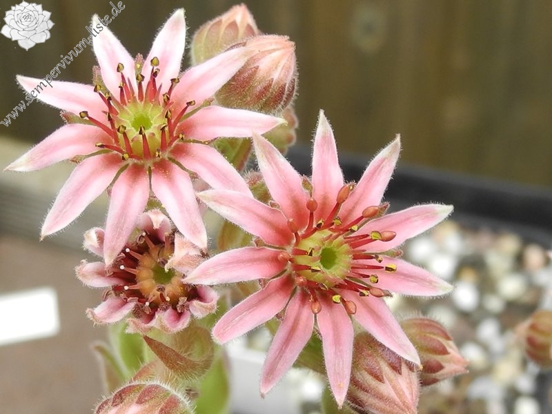 arachnoideum x S. pittonii F1