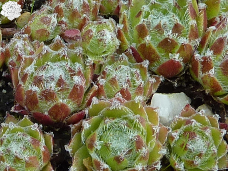 arachnoideum x S. pittonii F1