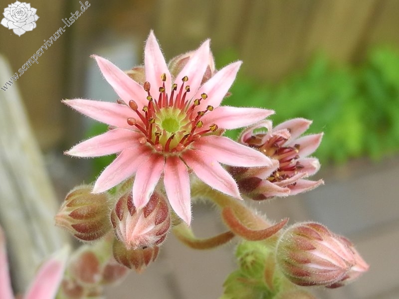 arachnoideum x S. pittonii F1