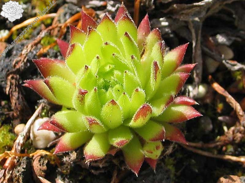 arachnoideum x S. pittonii