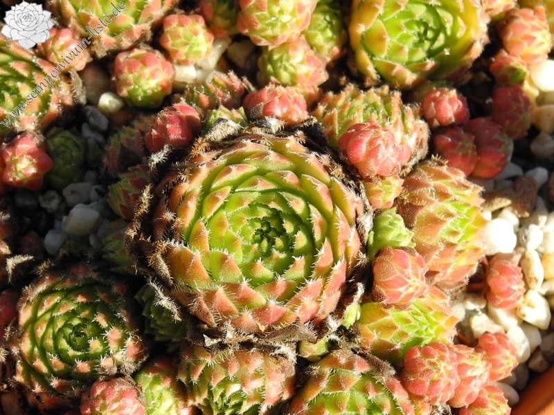 arachnoideum x S. ruthenicum