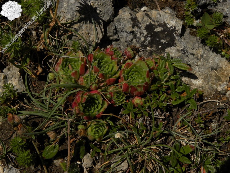 arachnoideum x S. tectorum from Col du Pourtalet, 1795m