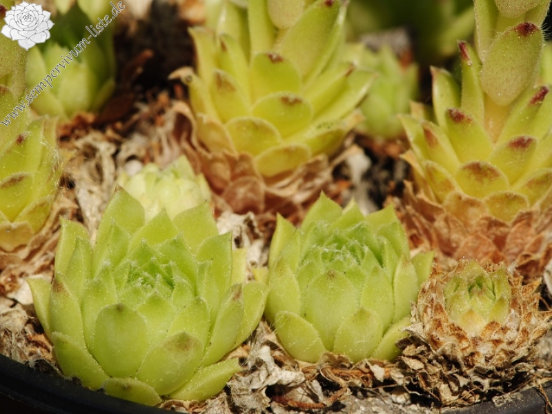 arachnoideum x S. tectorum from Col du Pourtalet, 1795m