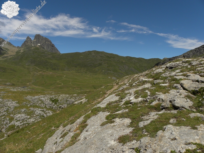 arachnoideum x S. tectorum from Col du Pourtalet, 1795m