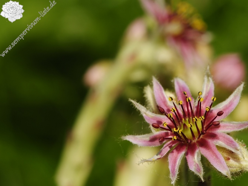 arachnoideum x S. tectorum from Col du Pourtalet, 1795m
