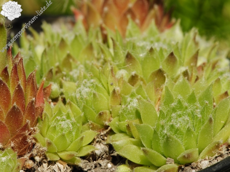 arachnoideum x S. tectorum from Pedraforca, Abhang