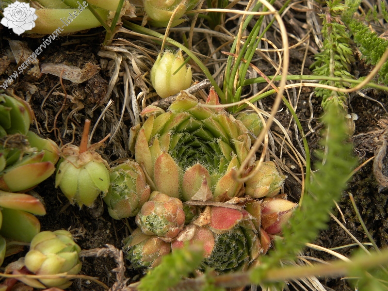 arachnoideum x S. tectorum from Sant Maurici, unter dem See S. M.
