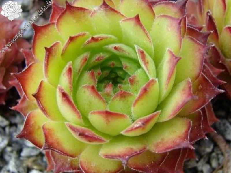 armenum cf. from Ilgaz Dagi, Radio Station (PH8041)