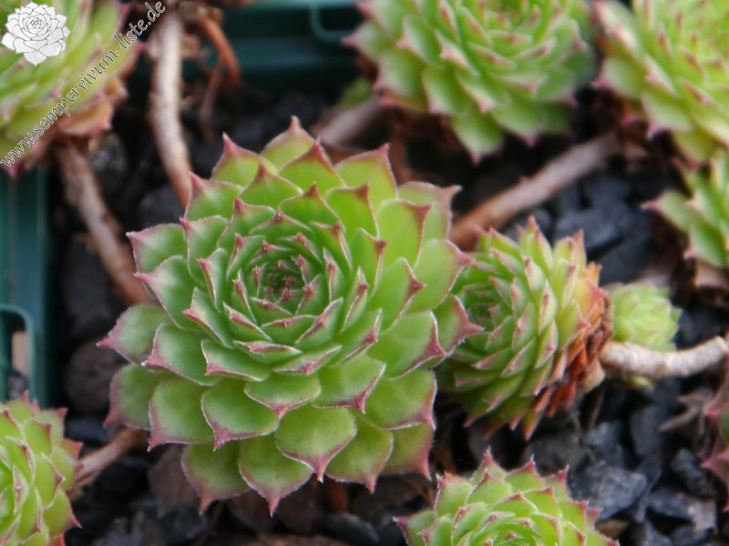 armenum cf. from Ilgaz Dagi, Radio Station (PH8041)