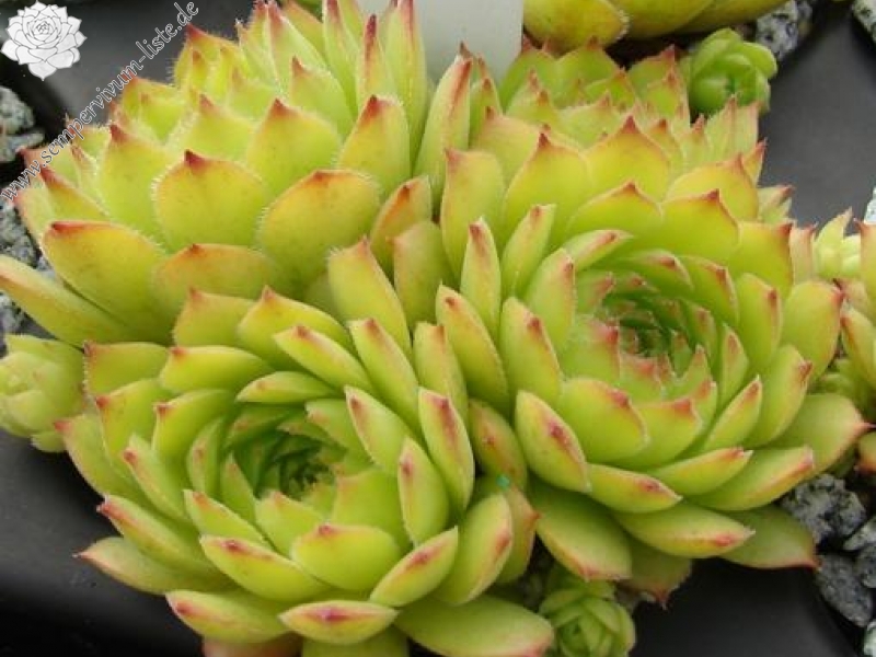 armenum cf. from Ilgaz Dagi, Radio Station (PH8041)