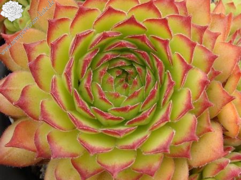 armenum cf. from Ilgaz Dagi, Radio Station (PH8041)