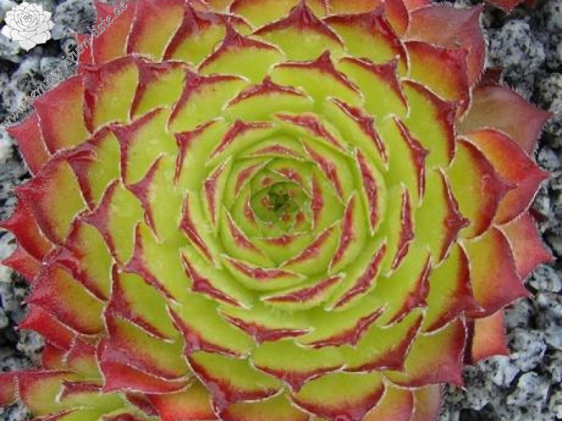 armenum cf. from Ilgaz Dagi, Radio Station (PH8041)