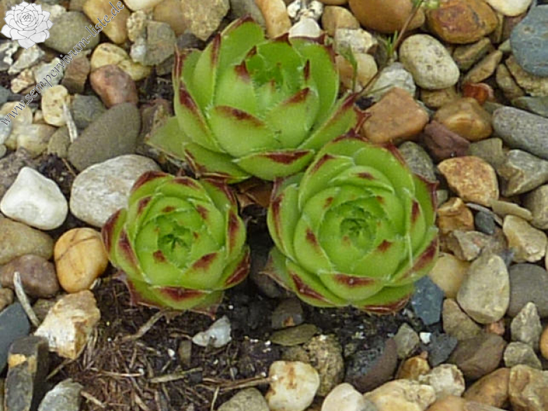 armenum cf. from Kostandag Geçidi to Yayladere