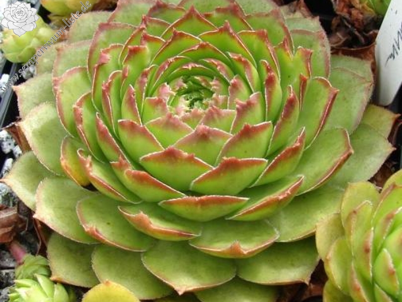 armenum cf. from Kostandag Geçidi to Yayladere