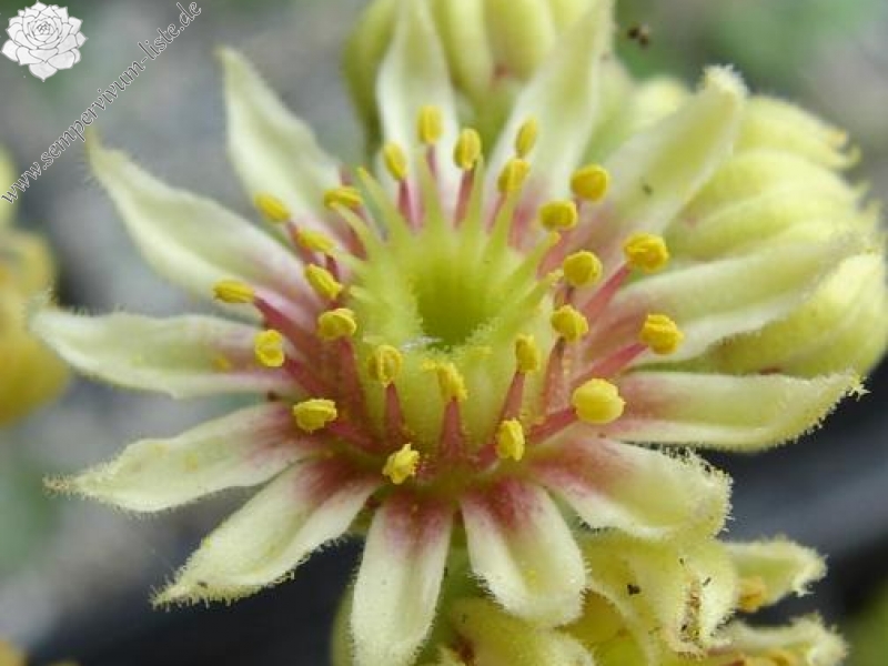 armenum cf. from Kostandag Geçidi to Yayladere