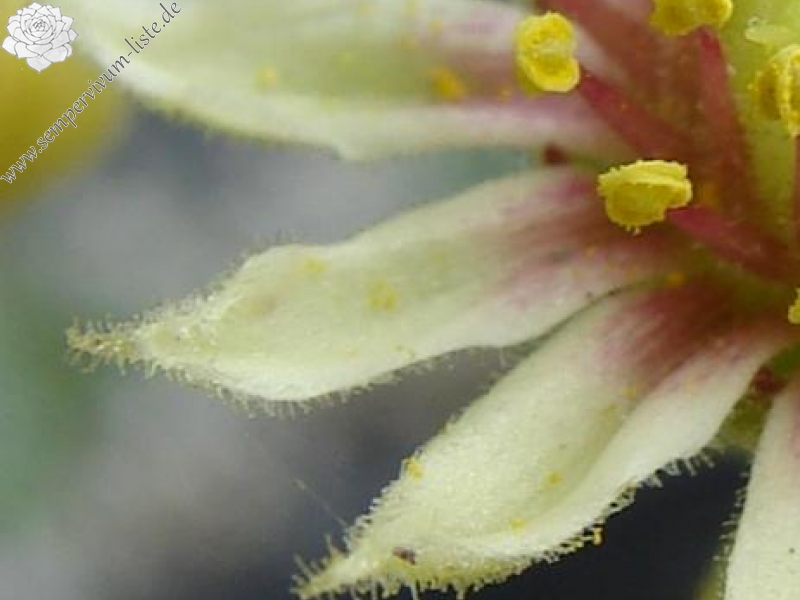 armenum cf. from Kostandag Geçidi to Yayladere
