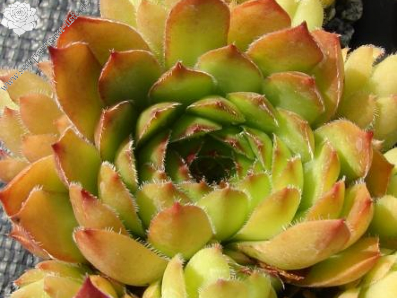 armenum from Işık Dağı