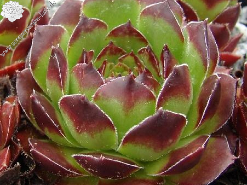 armenum from Trabzon