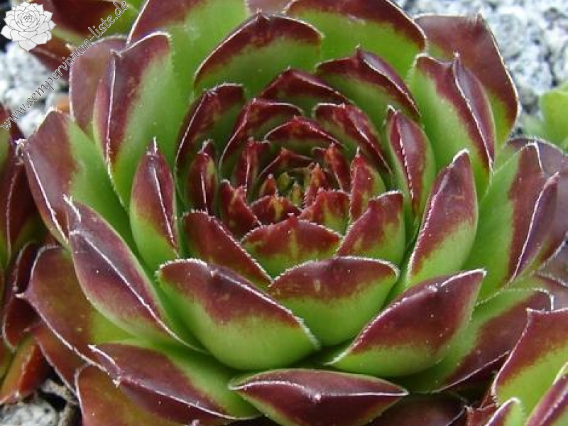 armenum from Trabzon