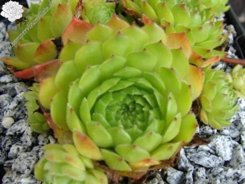 armenum ssp. insigne from Ağrı Dağı