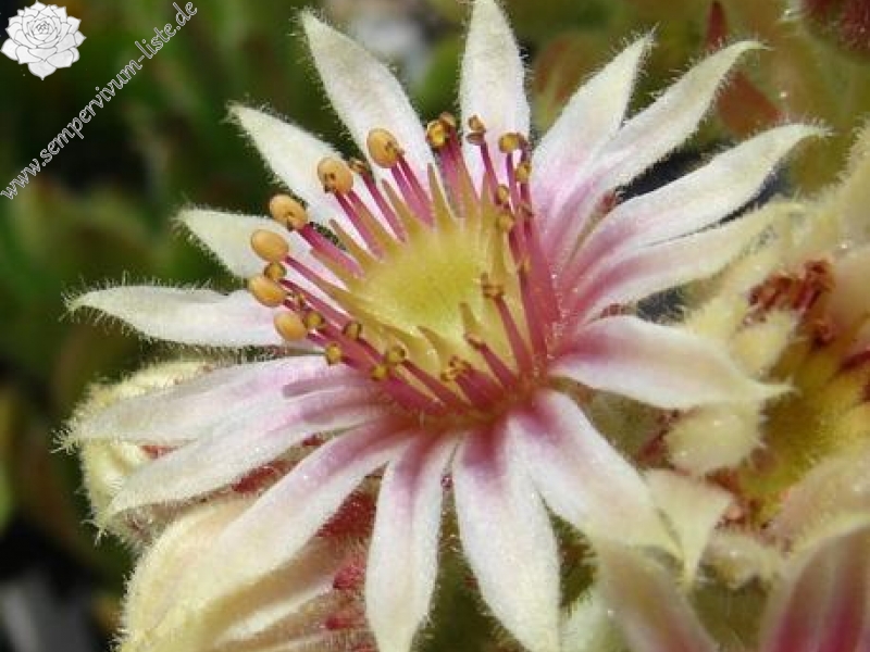 armenum ssp. insigne from Ağrı Dağı