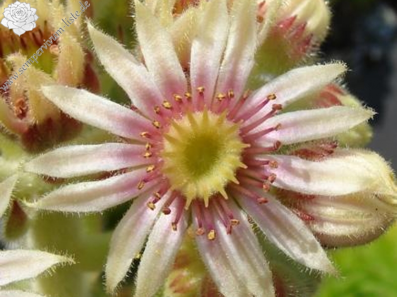 armenum ssp. insigne from Ağrı Dağı