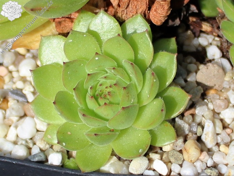 armenum ssp. insigne from valley above Cirdak