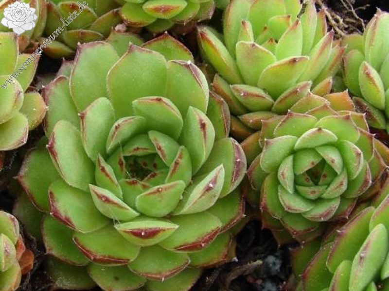 armenum ssp. insigne from valley above Cirdak