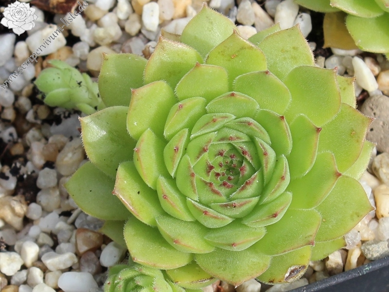 armenum ssp. insigne from valley above Cirdak