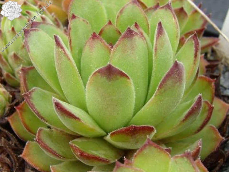 armenum ssp. insigne from valley above Cirdak