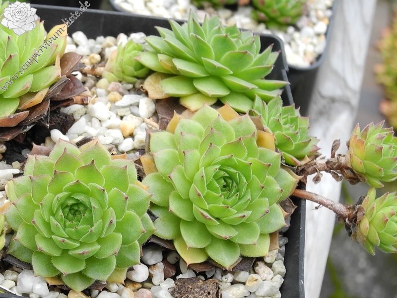 armenum ssp. insigne from valley above Cirdak