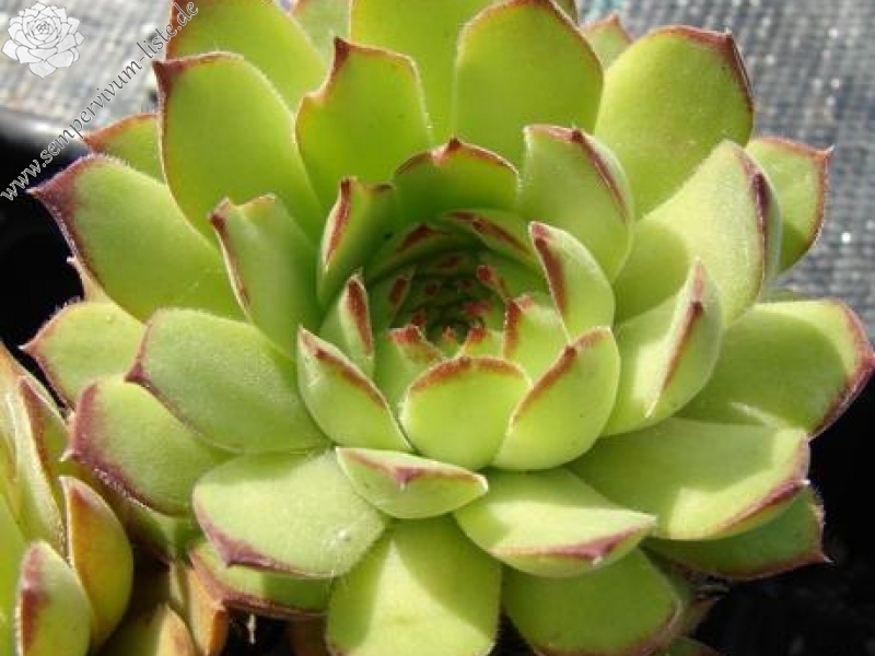 armenum ssp. insigne from valley above Cirdak