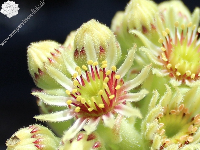 armenum ssp. insigne from valley above Cirdak