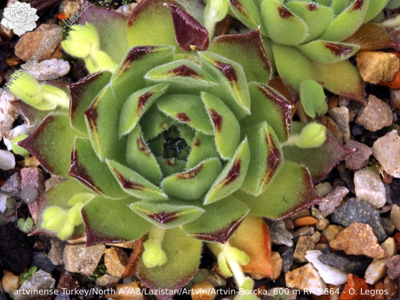 artvinense from Artvin-Borcka